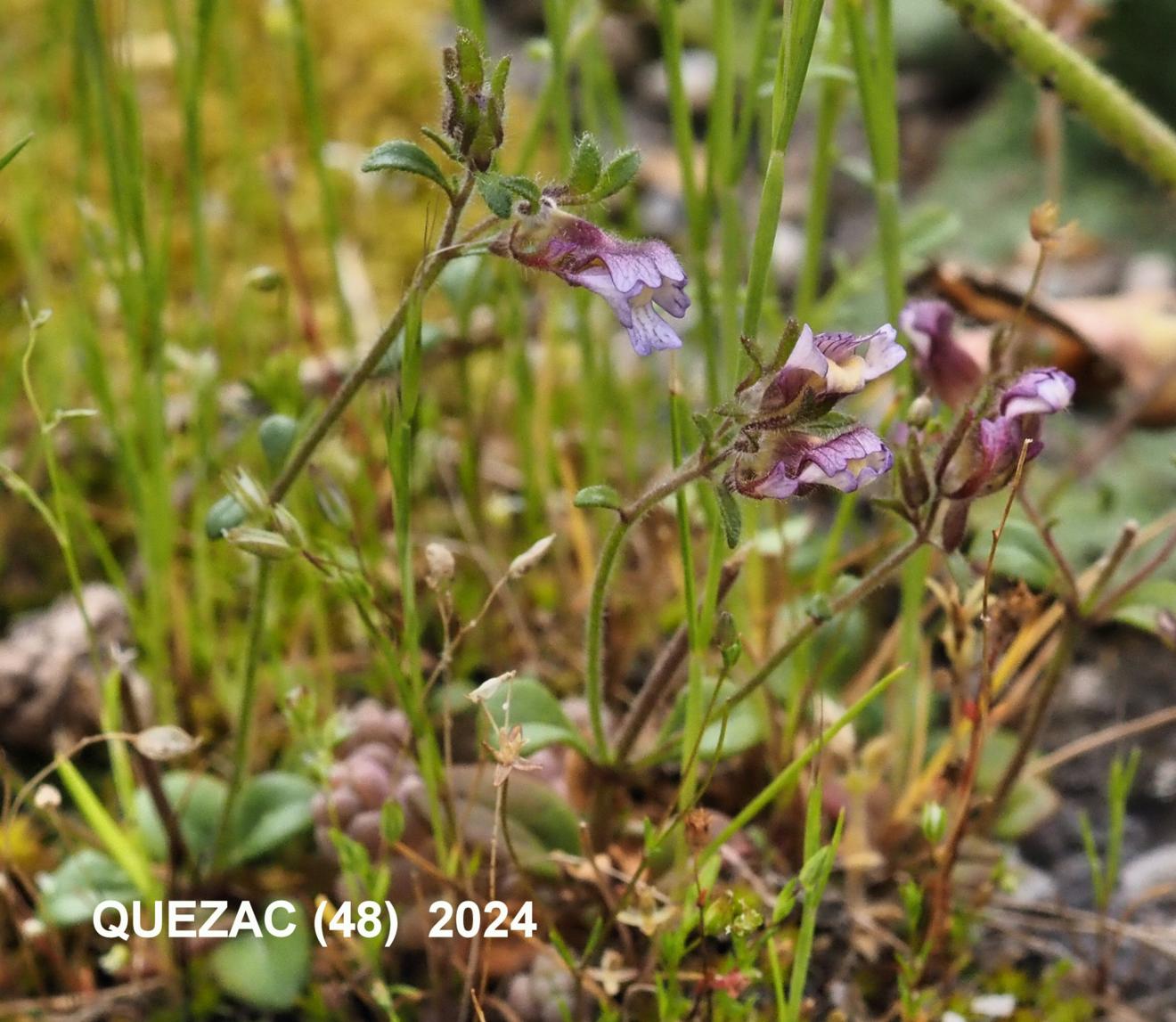 Toadflax, (Red-leaved)